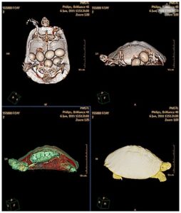 tartaruga-terrestre-tc-3d-totale-diversi-algoritmi-di-rappresentazione