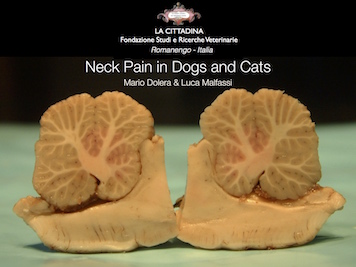 Scopri di più sull'articolo Neck Pain in Dogs and Cats